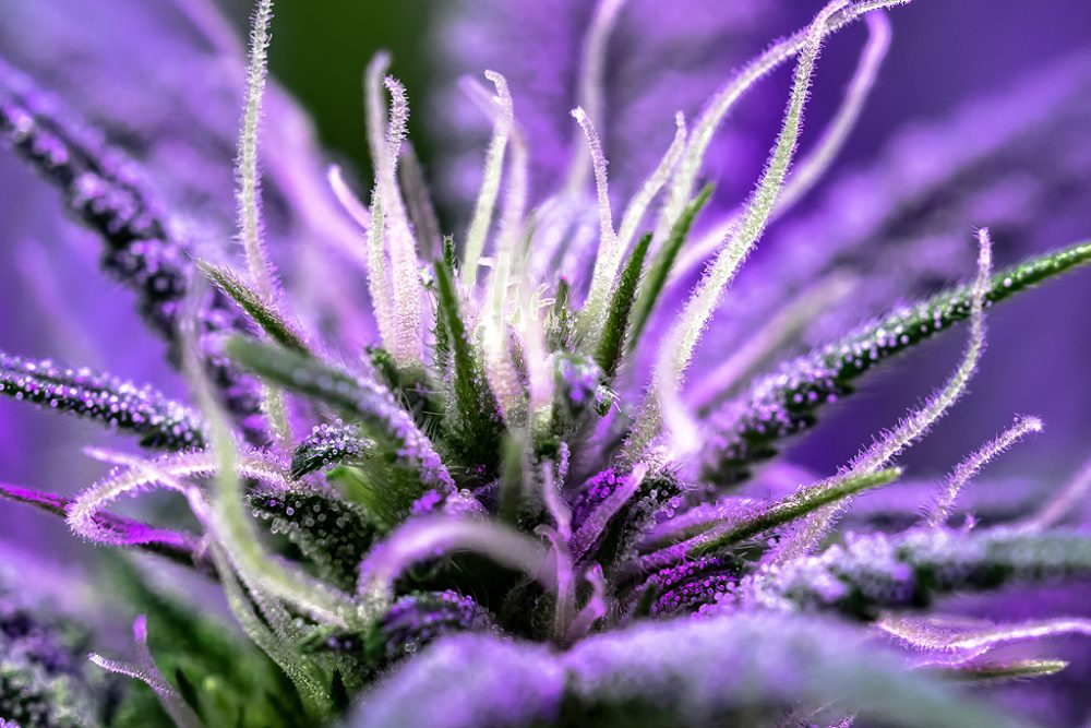 PowerStrains cannabis seeds catalog from A to Z